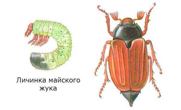 larve en volwassen kever