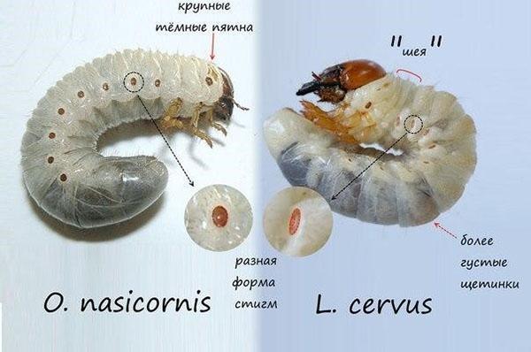 larven van neushoorns en hertenkevers