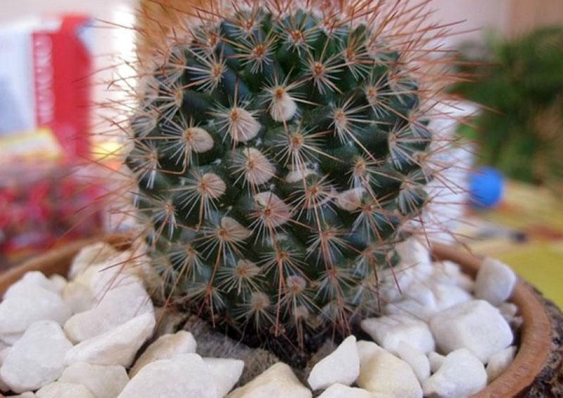 gezonde cactus