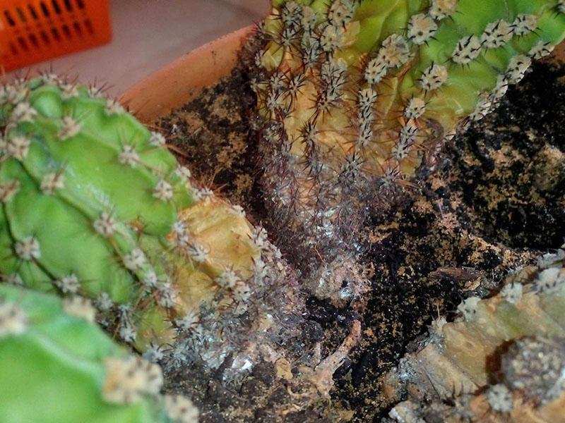 korijen buba na kaktusu