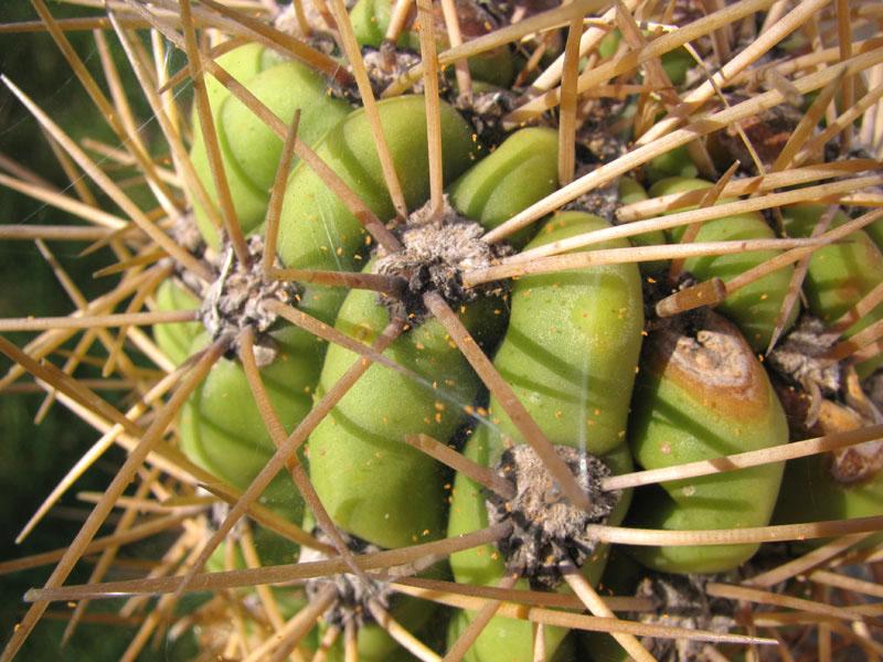 cactus plaagt spintmijten