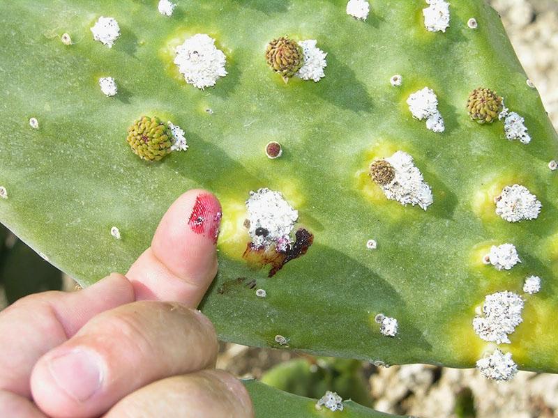 bladluizen op een cactus