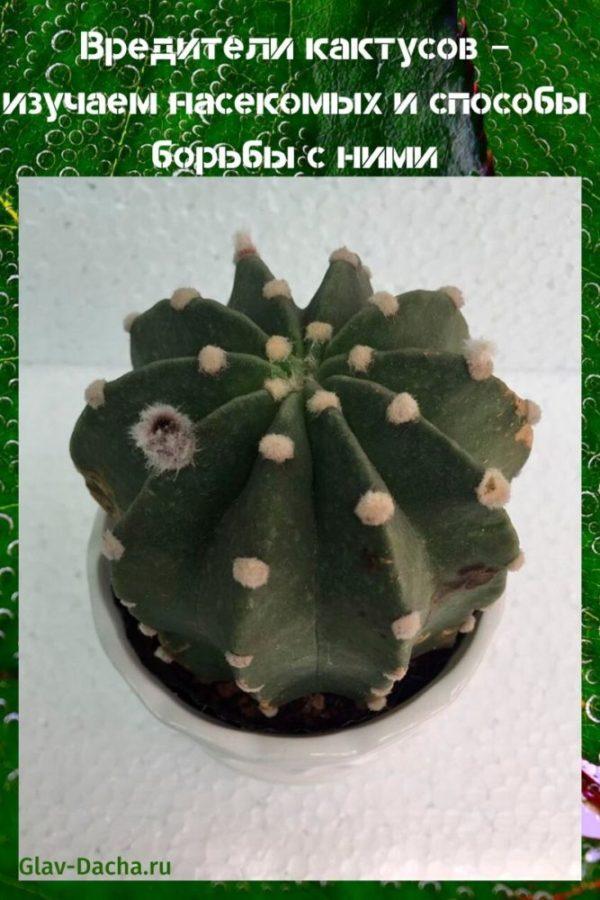 cactusplagen