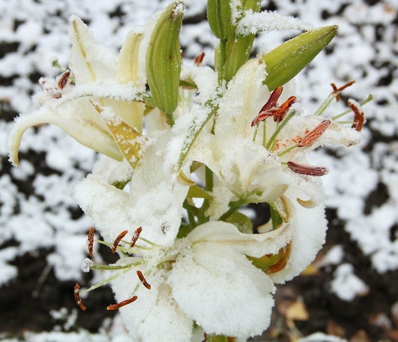 ljiljan pod prvim snijegom