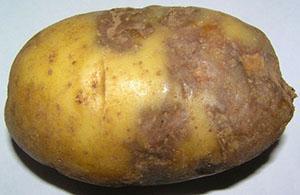 Aardappelen aangetast door Phytophthora