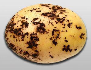 Zwarte korst op aardappelen