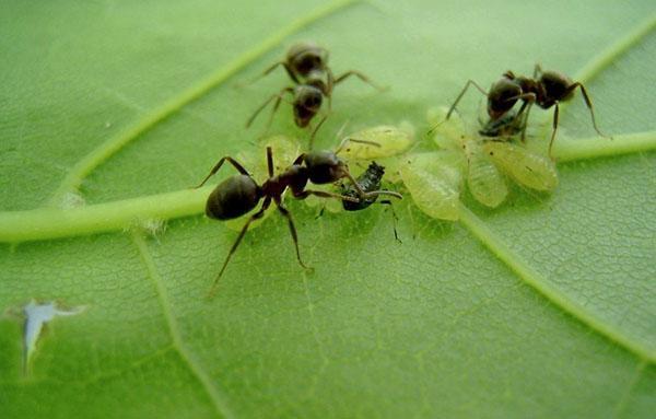 mieren die bladluizen dragen