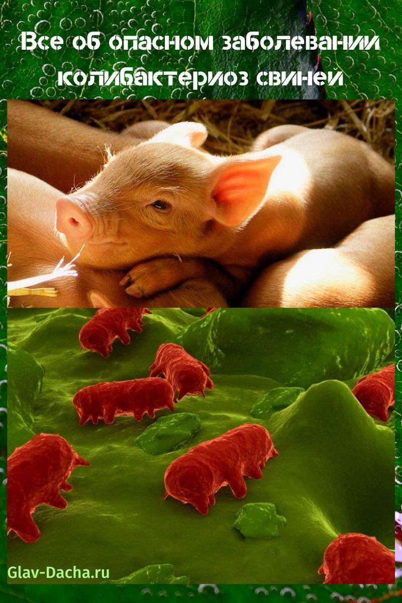 colibacillose van varkens