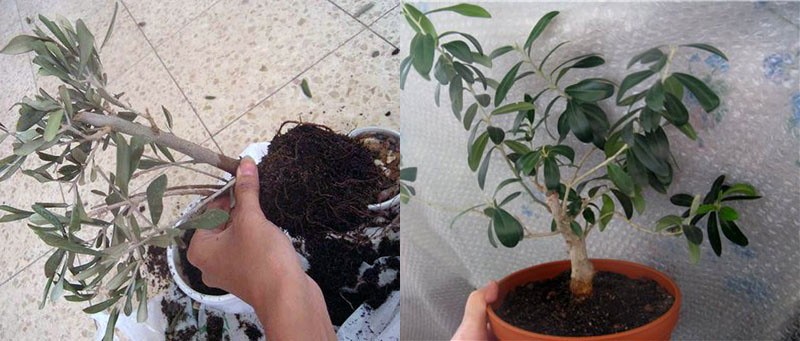 een olijfboom verplanten