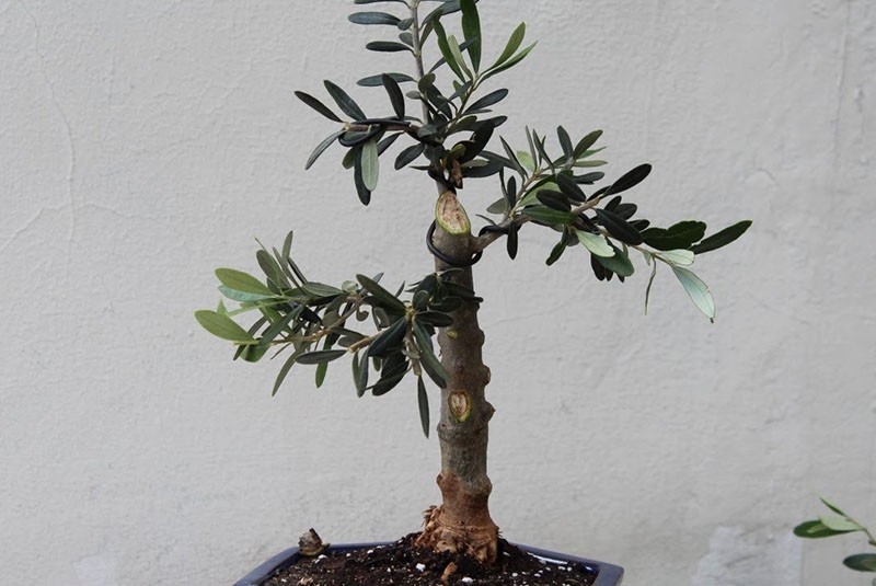 olijfboom bonsai vormgeven