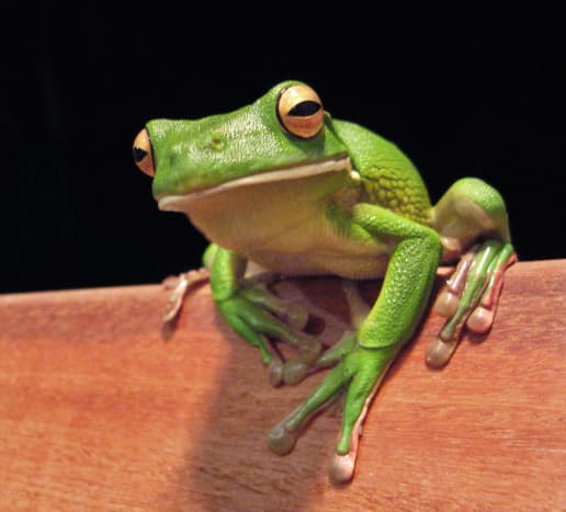 I mange land over hele verden, spesielt Kina, brukes frosker som en gammel medisinsk praksis.