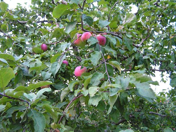 njega stabla jabuke Grushovka Moskva