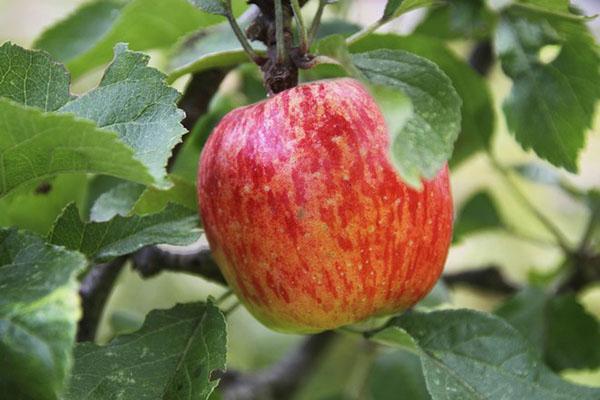 stablo jabuke kruška Moskva sadnja i njega
