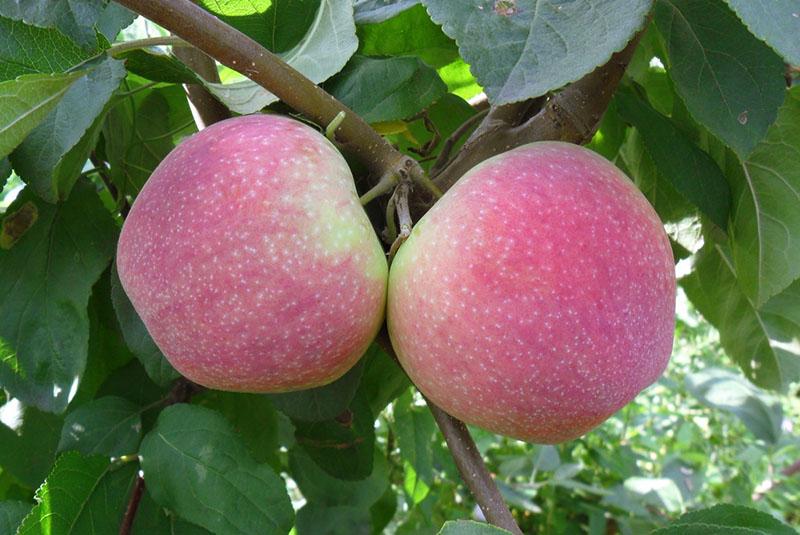 opis stabla jabuke melba opis