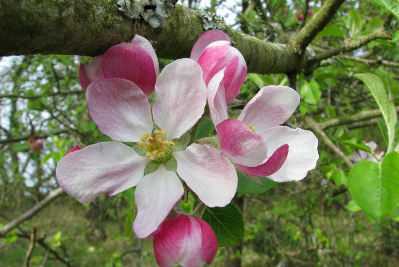 stablo jabuke melba cvjeta