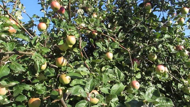 de vruchten van de melba appelboom rijpen