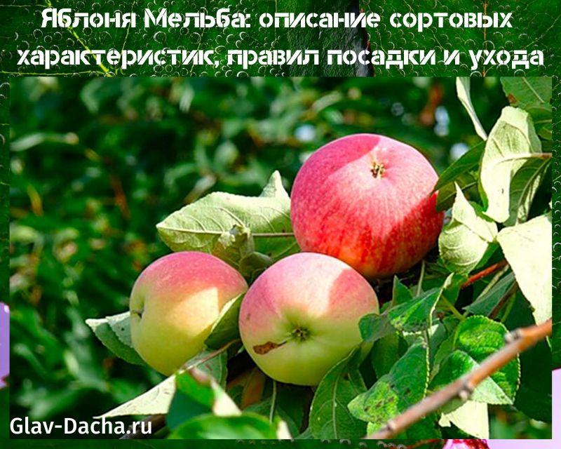 opis stabla jabuke melba