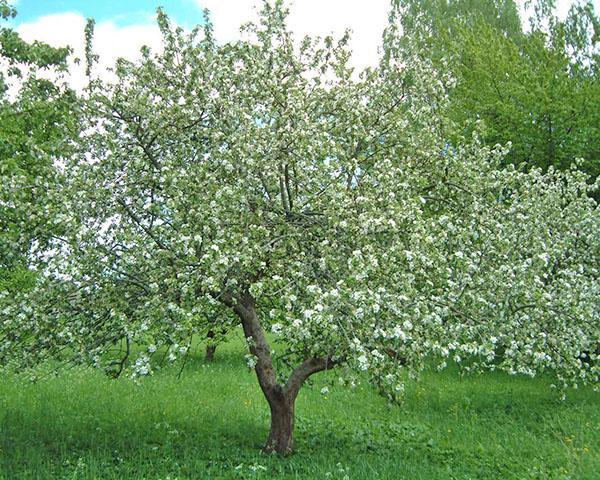 appelboom bloeit