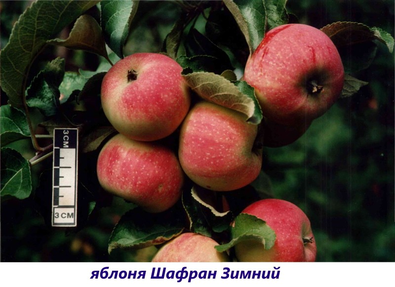 appelboom saffraan winter