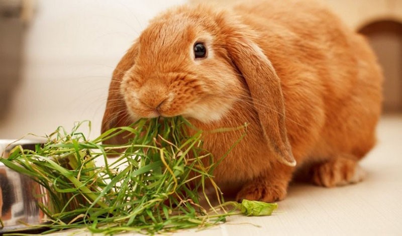 svježa trava za zečeve