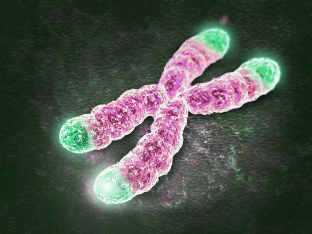 Det ble oppdaget fra blodprøvene som ble samlet inn at kvinnene som hadde sex med partnerne sine minst én gang i løpet av testuken hadde betydelig lengre telomerer - beskyttelseshette på DNA -tråder og delen av en celle som var ansvarlig for aldring. Mens de som ikke hadde sex hadde betydelig kortere telomerer.