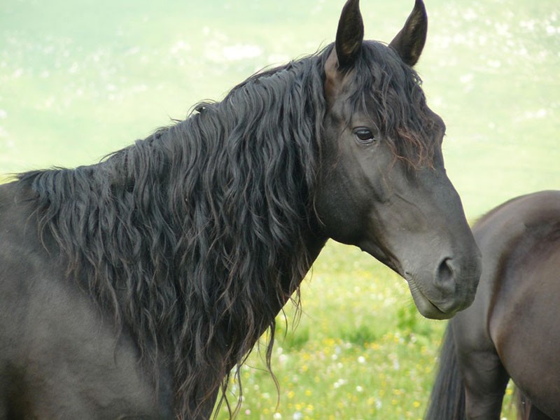 plemenitost konja pasmine Karačaj