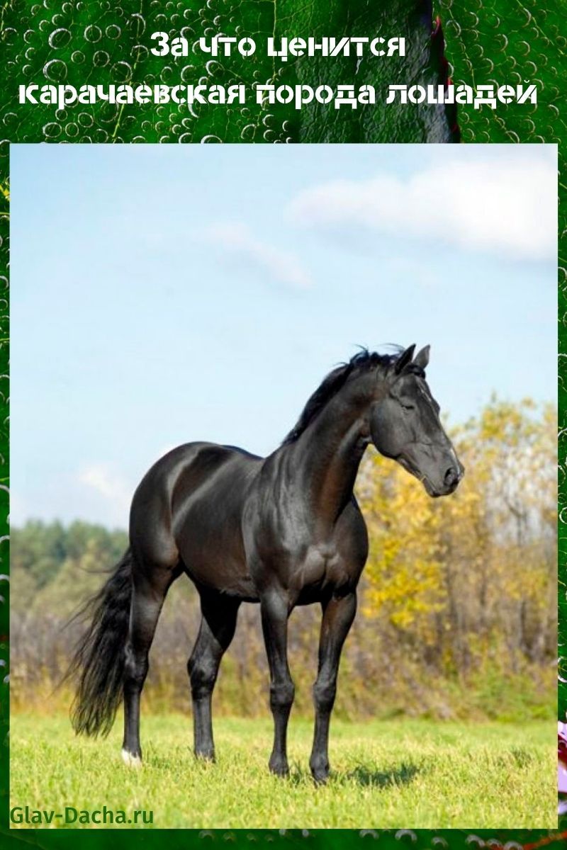 Karačanska pasmina konja