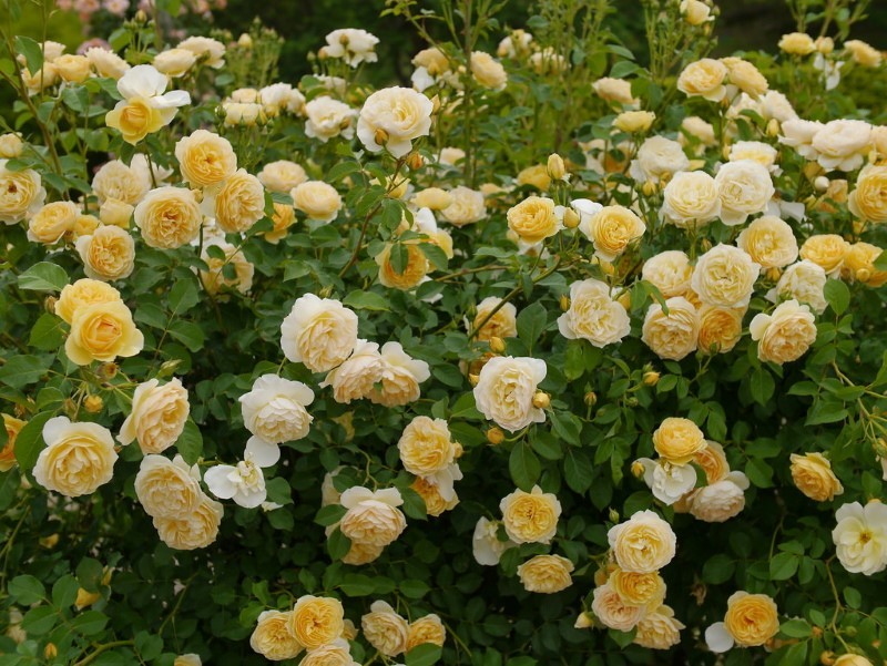 bujno cvjetanje engleske ruže Graham Thomas