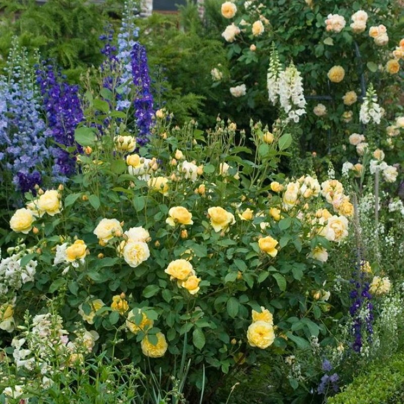 Engleska ruža Graham Thomas u vrtu