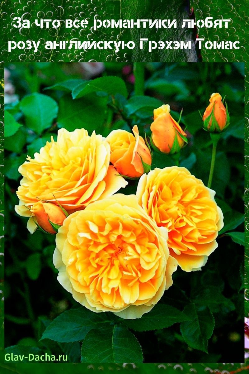 Engleska ruža Graham Thomas