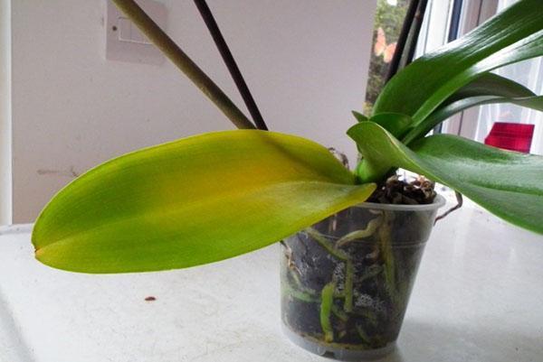 Orhideju je potrebno hitno osušiti i presaditi