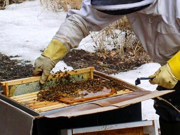 Bijenkorf en voorjaarsvoeding controleren