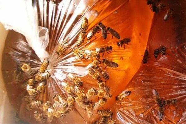 Bijen die suikersiroop eten