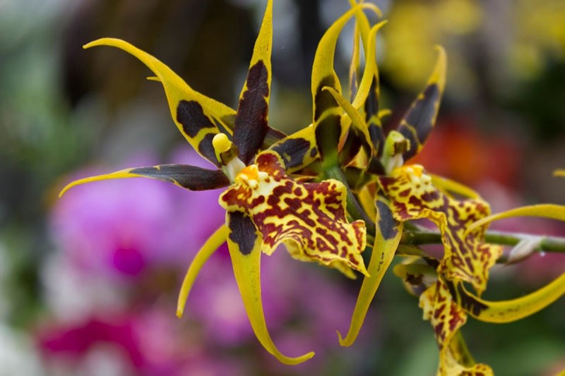orhideja Brassia in vivo