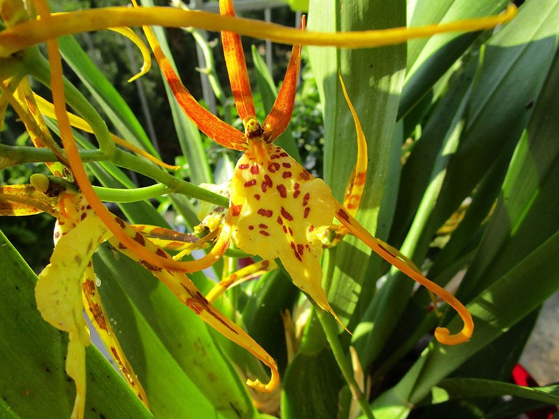 izvorno cvjetanje orhideja