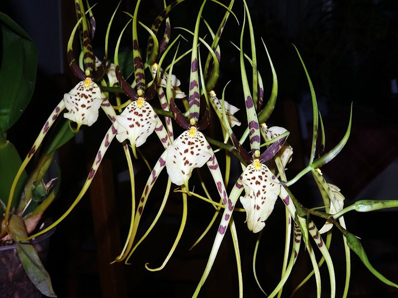 uzgoj orhideja Brassia