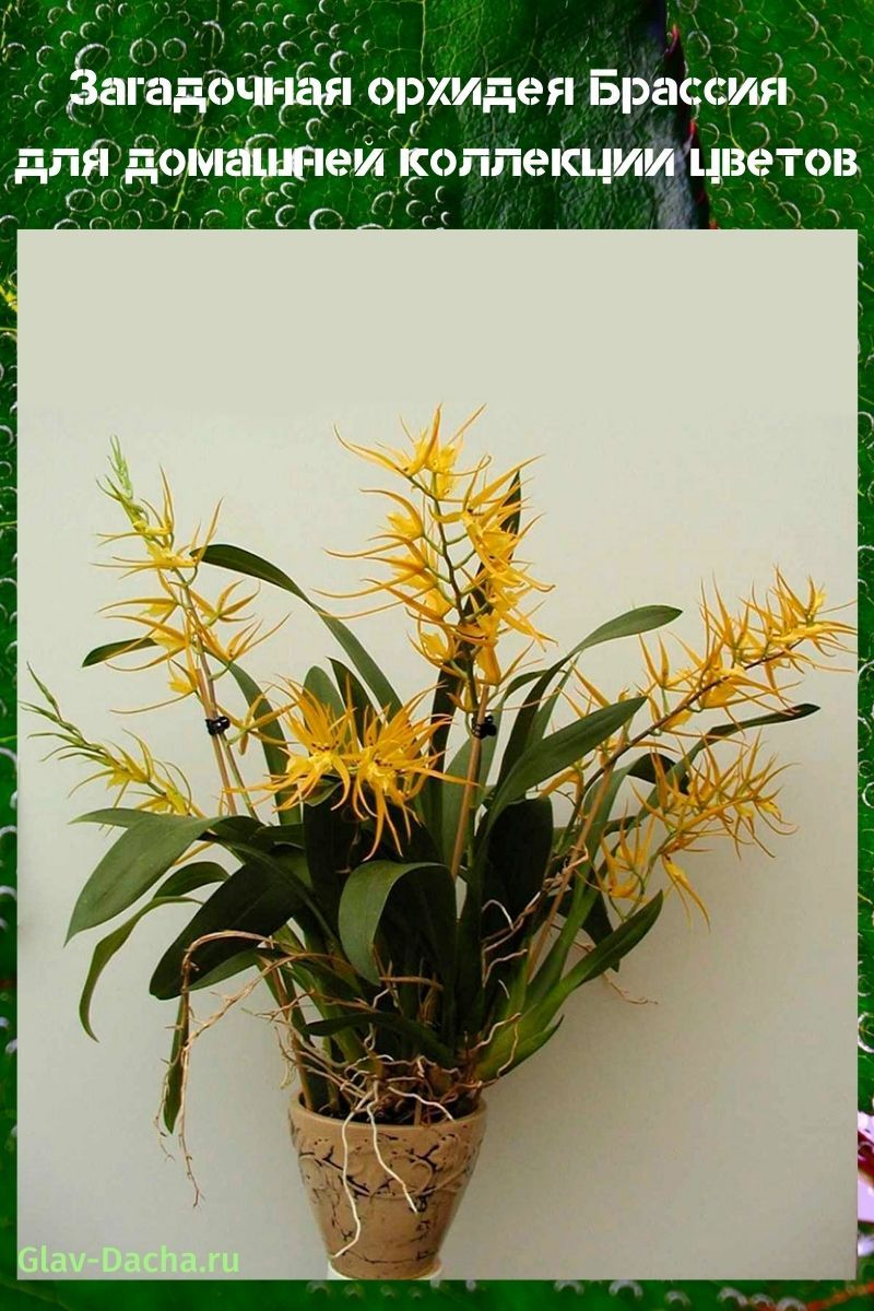 orhideja brassia