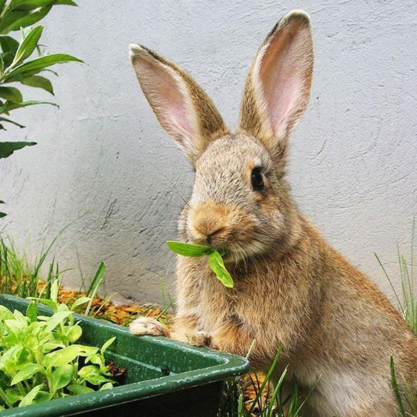 volledige voeding van konijnen