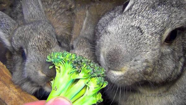 konijnen eten groenten