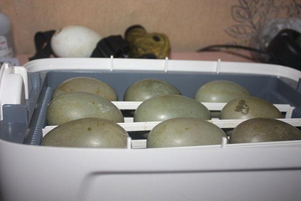 Eieren worden periodiek gecontroleerd op ontwikkeling.