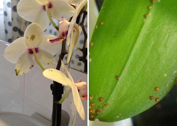 suzbijanje štetočina orhideja
