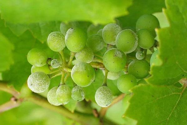 groene zeep voor druiven