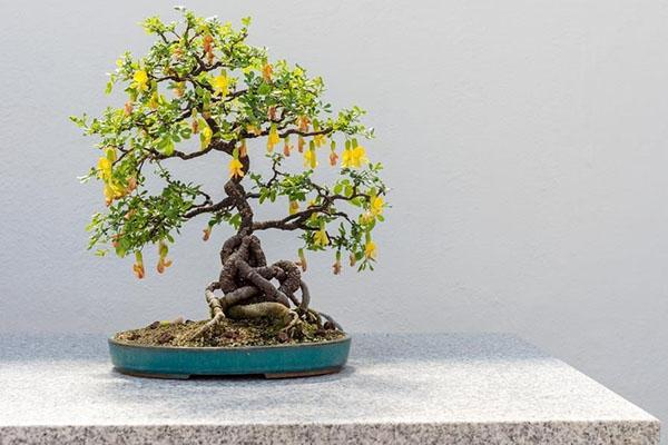 bonsai uit caragana