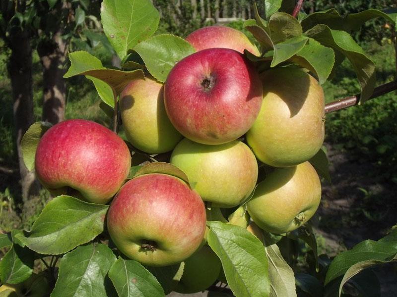 zimske sorte jabuka ranog sazrijevanja