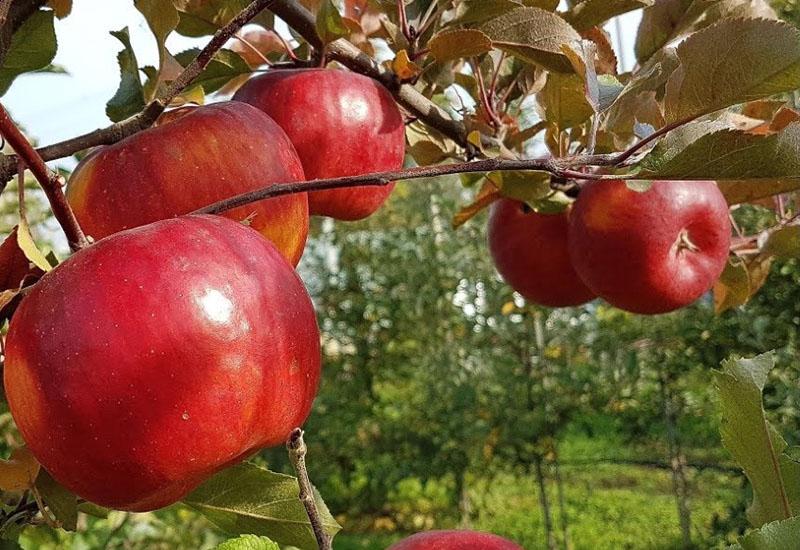 zimske sorte jabuka sa srednjim sazrijevanjem