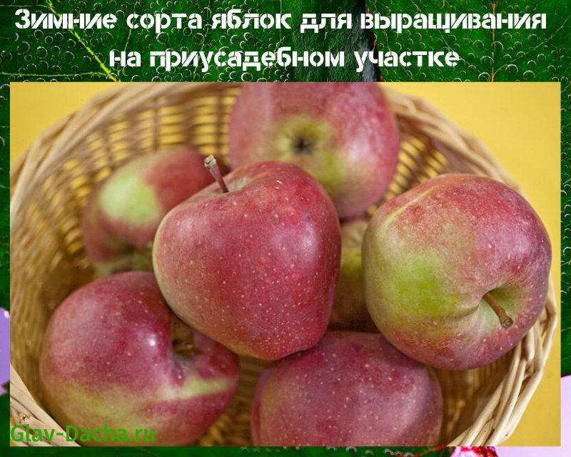 zimske sorte stabala jabuka