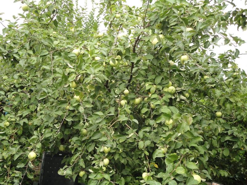 Stablo jabuke Bogatyr