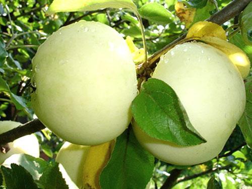 Soorten appels Witte vulling