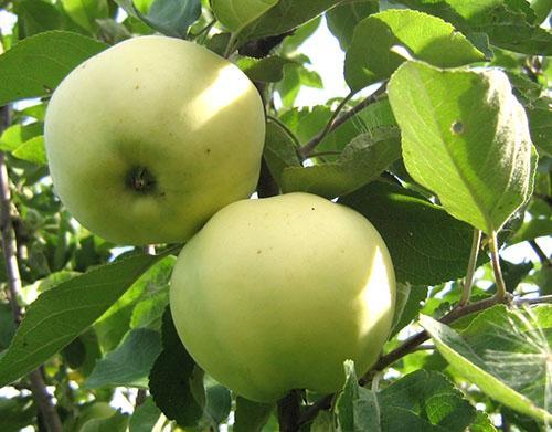 Appelfruit Papirovka