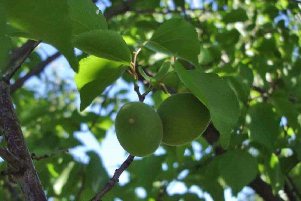 zeleni plodovi marelice Kichiginsky